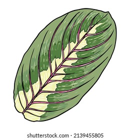 Maranta leuconeura leaf or Prayer plant leaves, Indoor ornamental decoration. Exotics botanical domesticated lush for home. Vector.