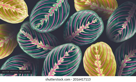 Maranta leuconeura, Prayer Plant background. Green leaves with pink veins (stripes) drawn in realistic style in vector format by hand. Tropical wallpaper, summer motif, rain forest. Banner, wallpapers