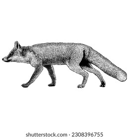 Marble Fox hand drawing vector isolated on white background.