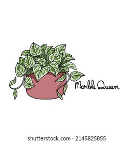 Marble Queen plant drawing vector illustration	