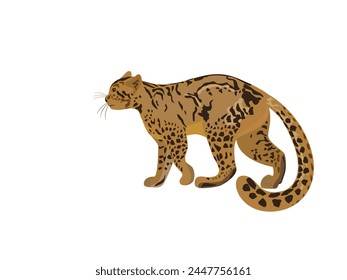 Marbled cat on a white background.