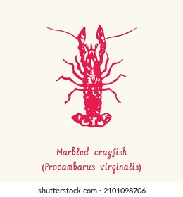 Marbled crayfish (Procambarus virginalis) top view. Ink black and white doodle drawing in woodcut style with inscription.