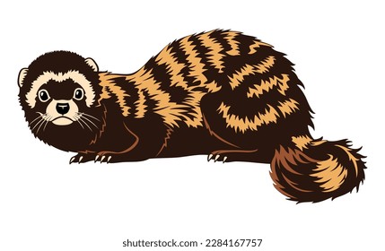 Marbled Ferret. Vector clipart isolated on white.