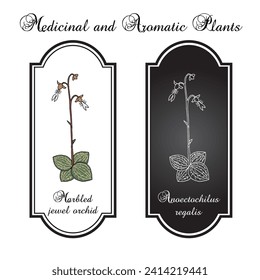 Marbled jewel orchid, Anoectochilus regalis, ornamental and medicinal plant. Hand drawn botanical vector illustration