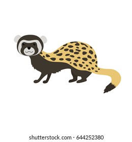 Marbled polecat Vormela peregusna