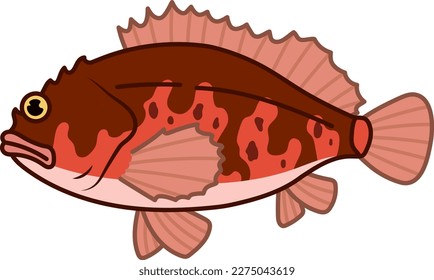 Marbled rockfish isolated vector illustration.