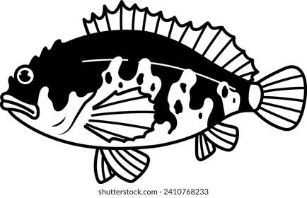 Marbled rockfish isolated vector illustration