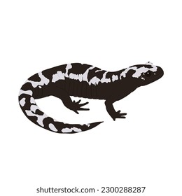 Marbled salamander, Ambystoma opacum. Salamander high quality image vector design