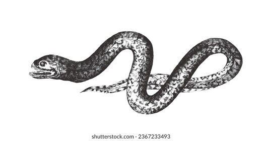 Marbled swamp eel (Synbranchus marmoratus). Doodle sketch. Vintage vector illustration.
