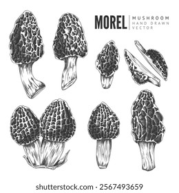 Marcella. Vector of whole and chopped morel mushrooms. A detailed sketch of organic ingredients on white background for fine dining and botanical decoration.