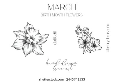 March Birth Month Flowers. Daffodil outline isolated on white. Cherry Blossom Line Art. Hand drawn line art botanical illustration. Black and White Flowers