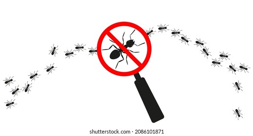 Marching ants with magnifying glass. Warning sign no insect. Anti ant. Vector illustration on white background