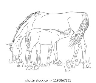 Mare and foal in the pasture.