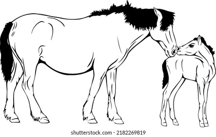 Mare And Foal Vector Outline Illustrations 