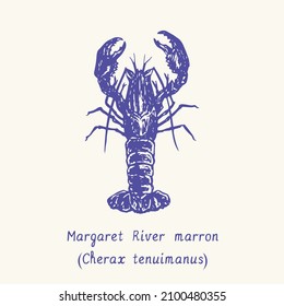 Margaret river marron (Cherax tenuimanus). Ink black and white doodle drawing in woodcut style with inscription.