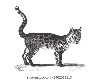 Margay (Leopardus wiedii). Doodle sketch. Vintage vector illustration.