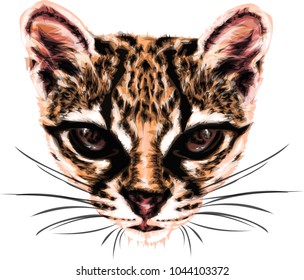 Margay - Vector Illustrative  of a wild cat. 