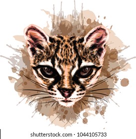 Margay - Vector Illustrative  of a wild cat. 