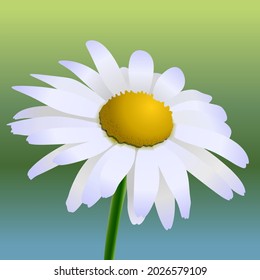 Marguerite flower closeup macro illustration realistic. Vector illustration. 