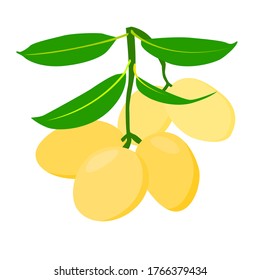 frutos de ciruela y hojas de marian aislados en fondo blanco, ilustración vectorial