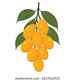  Marian plum fruits isolated on white background. Vector eps 10.