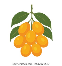  Frutos de ameixa mariana isolados sobre fundo branco. Vetor eps 10.