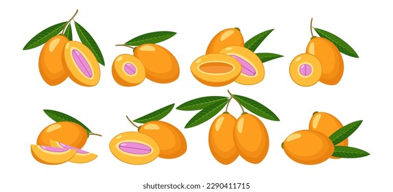 Marian plum fruits. Summer fresh bouea macrophylla cartoon vector illustration, orange juicy gandaria yellow woman mango plums from thai southeast asia