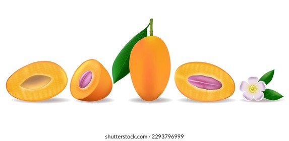 Marian plum gandaria fruits. Mango plums cutted and whole orange berries green leaves and white-yellow flowers items in realistic style isolated on white background