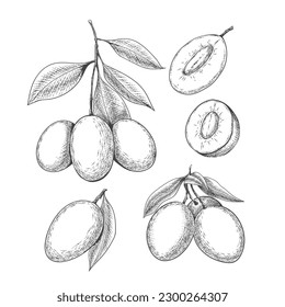 Ilustración de ciruela marcial. Esbozo Bouea macrophylla en blanco, gandaria bifurcación diseño, mango ciruelas frutos en estilo vintage