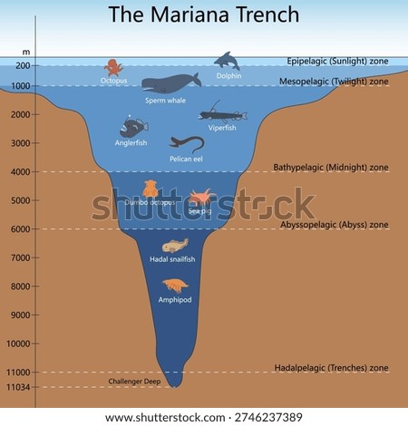 Mariana Trench showing ocean depth zones and deep sea creatures from sunlight zone to Challenger Deep diagram hand drawn schematic vector. Science educational illustration