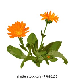 Similar Images, Stock Photos & Vectors of Marigold - 79896103