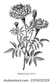 Marigold botanical vintage illustration black and white clip art