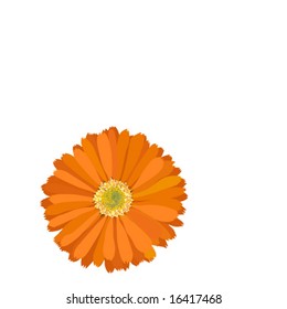 marigold - calendula officinalis