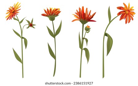 Marigold (Calendula officinalis), set of flowers with leaves. Horizontal autumn’s border, panoramic view, realistic illustration in watercolor style on white background, vector