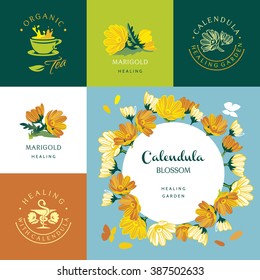 Marigold Calendula, set of vector elements and illustration