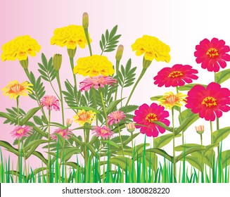 Marigold and Chrysanthemum flower with pink  background vector design