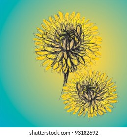 Marigold / Colorful sunny flowers