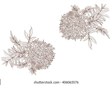 marigold drawing flower