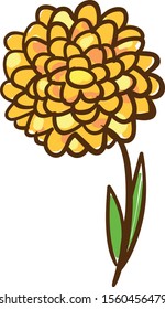 Marigold drawing, illustration, vector on white background.
