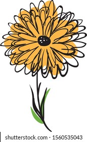 Marigold drawing, illustration, vector on white background.