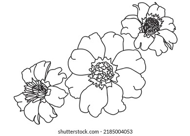 marigold drawn in black outline, intended for tattoo, cards, printing, clothes and cloth printing, March 8, valentine, logo, stickers, painting and can be used in various occasions