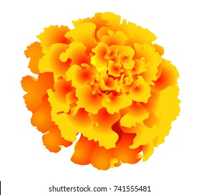 marigold flower