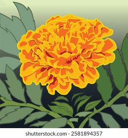 Marigold Flower Asteraceae Vector Illustration