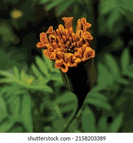 marigold flower bud vector illustration template