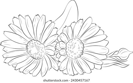 Marigold flower. Calendula medicinal plant, herbal medicine and natural ingredient for skincare beauty products. Vector illustration in sketch style