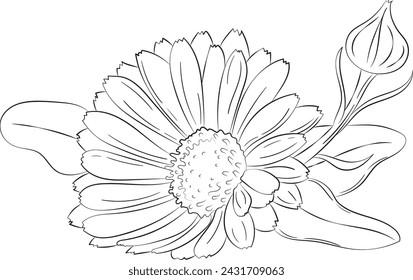 Marigold flower. Calendula medicinal plant, herbal medicine and natural ingredient for skincare beauty products. Vector illustration in sketch style