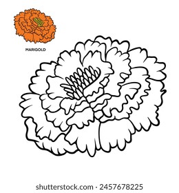 Marigold - Flor De Marigold Páginas Para Colorear Con Colores Ejemplo