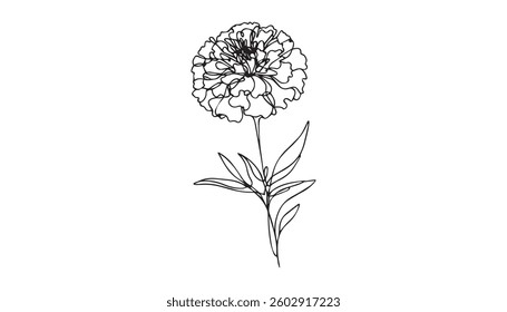 Marigold flower Continuous line art flat vector illustration.
