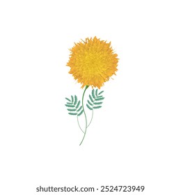 marigold flower design illustration white background eps
