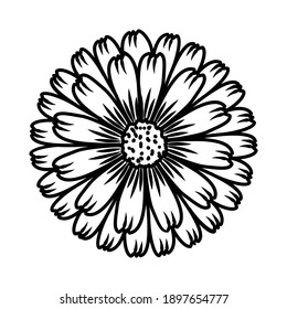 Marigold Flower Floral Hand Drawn. Vector Design Illustration Sign Logo.